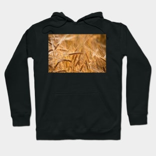 Golden Barley Hoodie